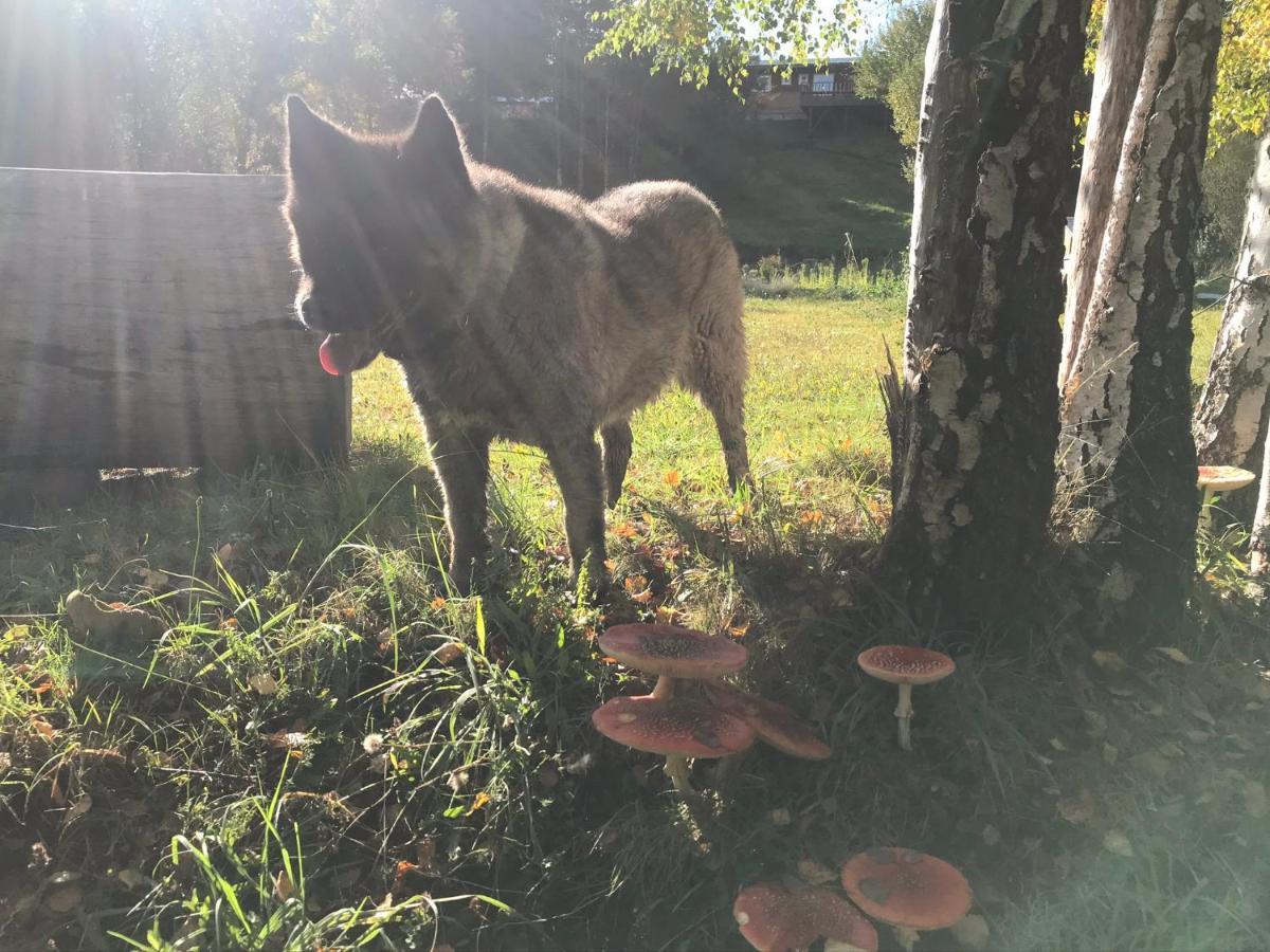 Elementos Eco Lodge プコン エクステリア 写真