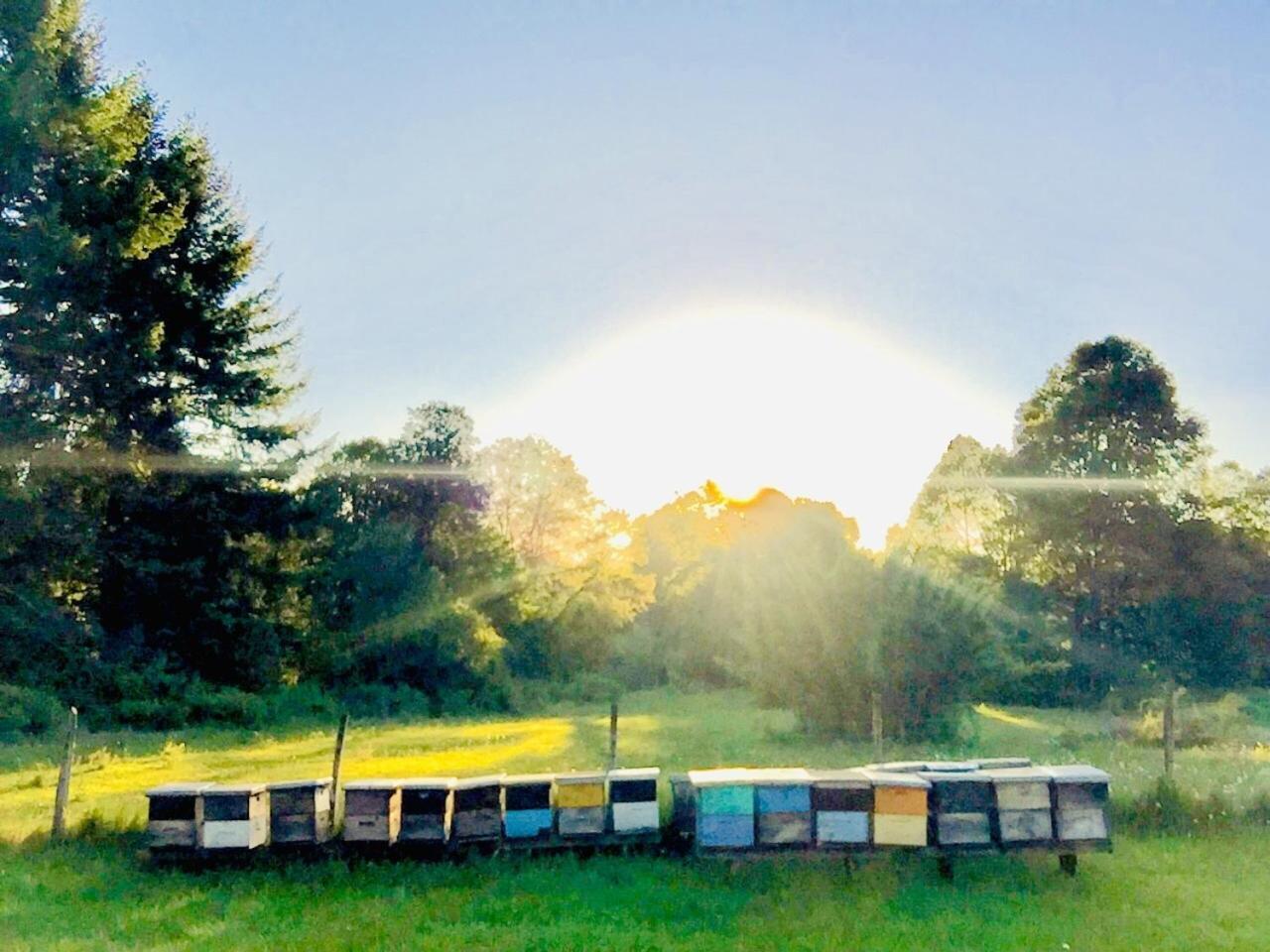 Elementos Eco Lodge プコン エクステリア 写真